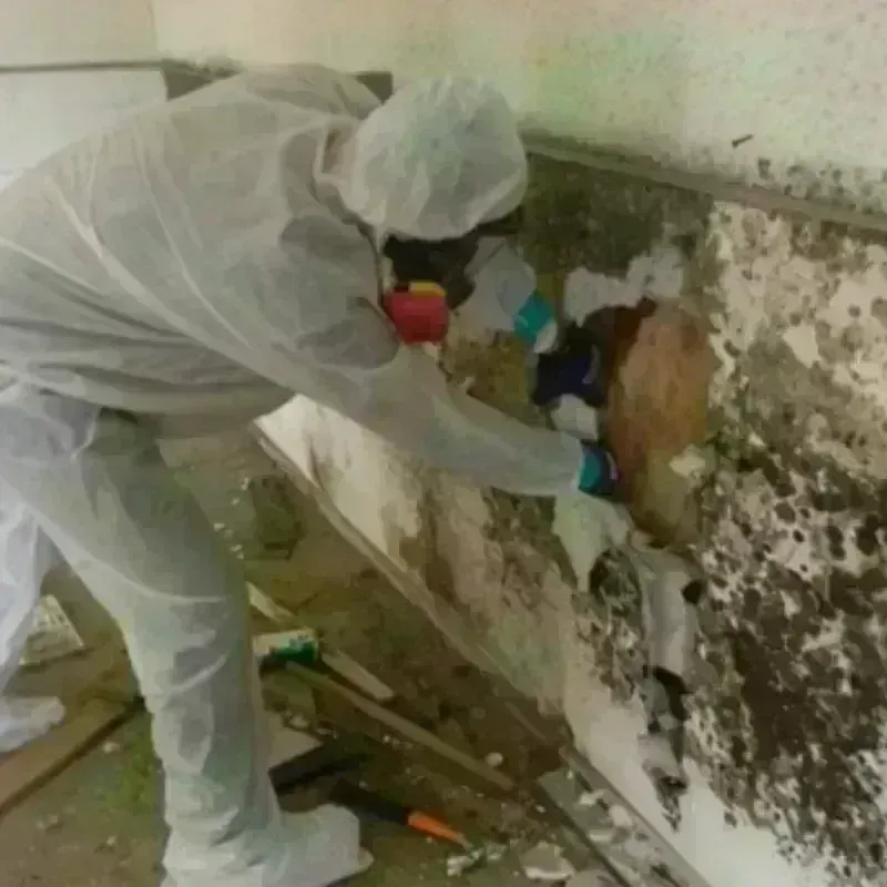 Mold Remediation and Removal in Ferry County, WA